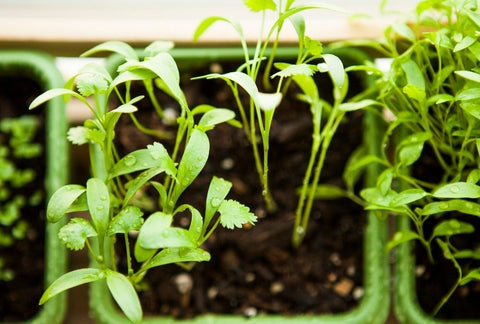 How to Grow Cilantro Indoors