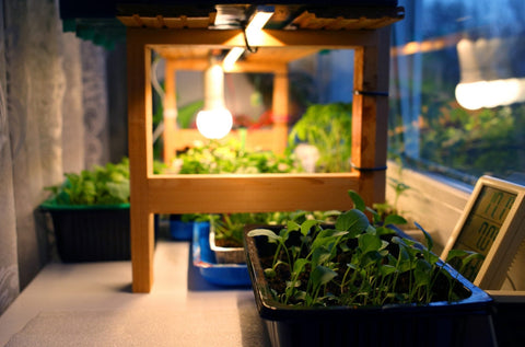 Looking For The Best Grow Light? A Buyers Guide For Your First Grow Light