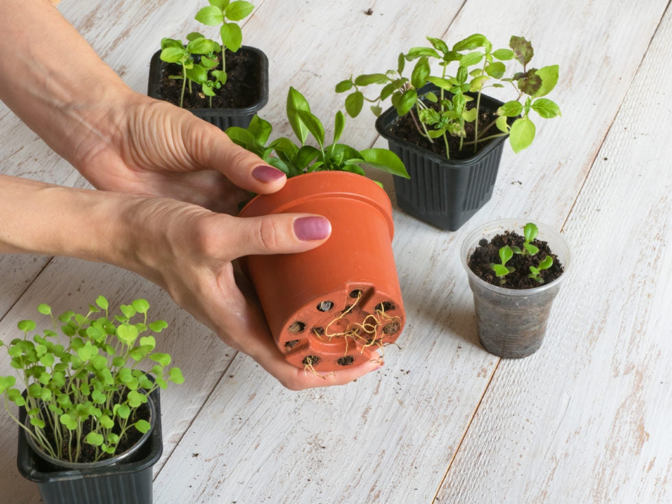 Selecting the Right Size Pot or Container for Your Plant Urban Leaf