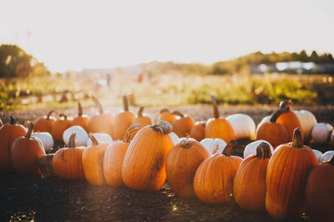 When and How to Harvest Pumpkins at Home