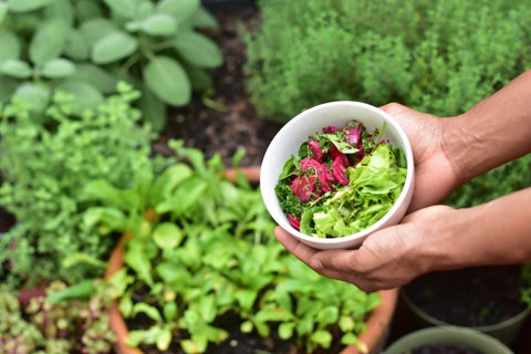 7 Vegetable Garden Ideas You Can Plant Now In Time For Summer