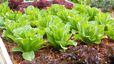 How to Grow Lettuce Outdoors