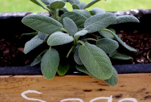 How to Grow Sage Indoors