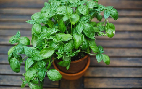 How to Grow Basil Outdoors