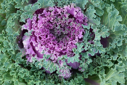 How to Grow Kale Indoors