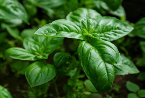 How to Grow Basil Indoors