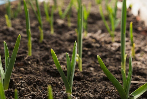 How to Grow Garlic Indoors