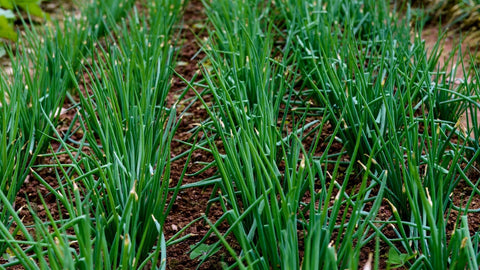 How to Grow Chives Outdoors