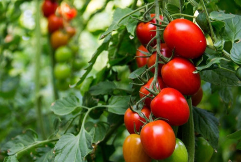 How to Grow Tomatoes Indoors