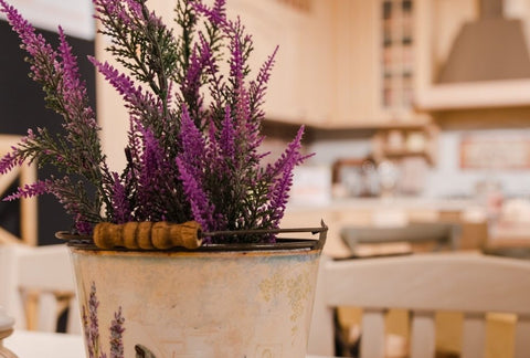 How to Grow Lavender Indoors