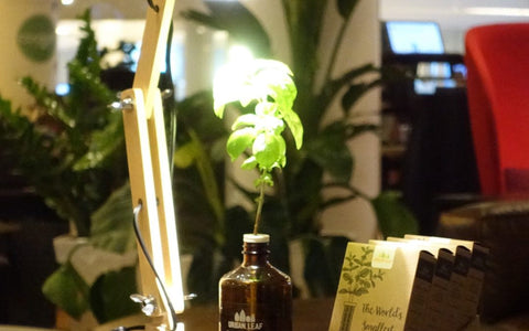 DIY Indoor Grow Light Setup for Less Than $40