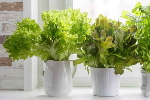Indoor Planters for Lettuce & Leafy Greens