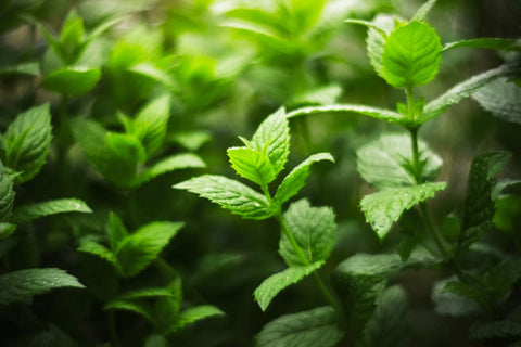 Indoor Light for Herbs