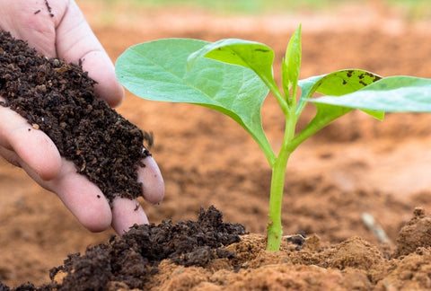 Do I Need to Fertilize My Plants – When and How Often to Fertilize Plants