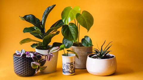 Decorative House Plants: A Beginners Guide