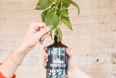 Bottle Garden: What are the Best Plants to Grow in a Bottle?