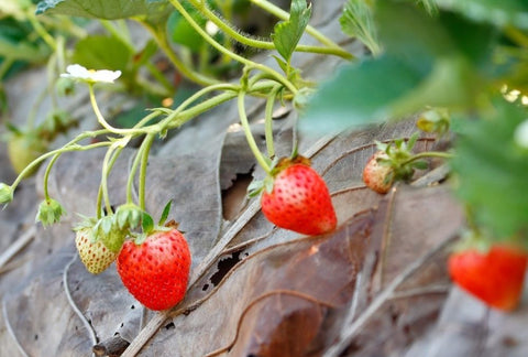 How to Grow Strawberry Indoors