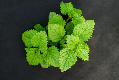 How to Grow Lemon Balm Indoors