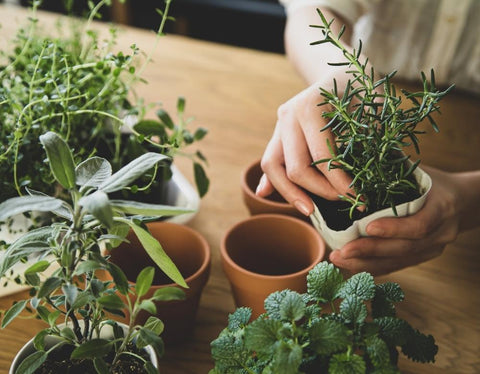 What Herbs and Vegetables Can You Grow Indoors?