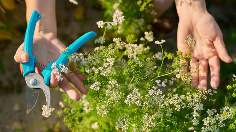 How To Keep Cilantro From Bolting, and Can It Be Stopped?
