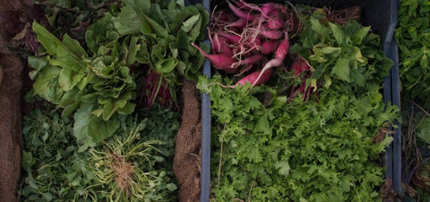 Microgreens, Herbs, Lettuce, & Vegetables: 4 Secret Steps on Where and How To Get Started Growing Them