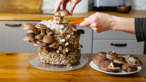 How To Grow Mushrooms At Home