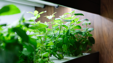 The Ultimate Gift Guide: 5 Best LED Screw-In Grow Light Bulbs for Plant Lovers