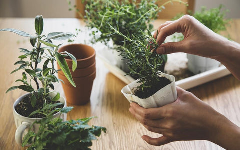 How Does Indoor Edible Gardening Differ from Other Types of Gardening?
