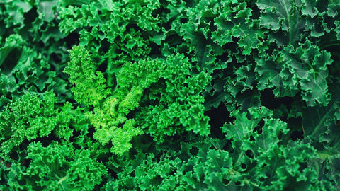 How to Grow Kale Outdoors