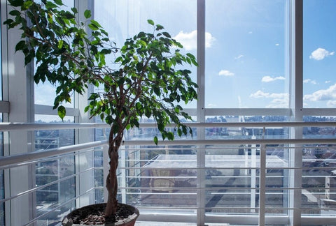 How to Grow Orange Indoors