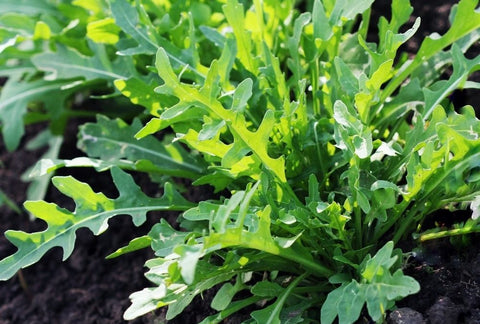 How to Grow Arugula Indoors