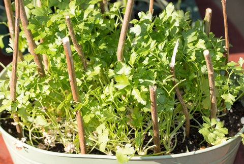 How to Grow Parsley Indoors
