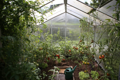 How to Create a Thriving Garden In Any Conditions