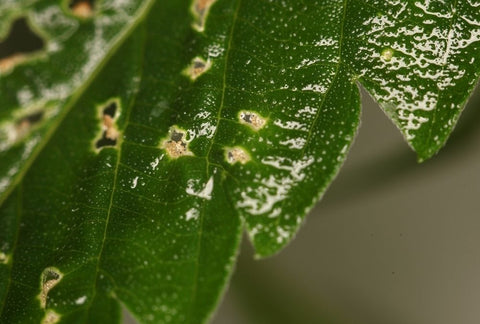 Help! Bugs & Pests Are Eating My Garden: How to Fight Back
