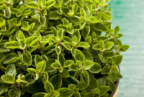 How to Grow Oregano Indoors