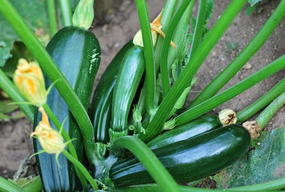 How to Grow Zucchini Indoors Urban Leaf