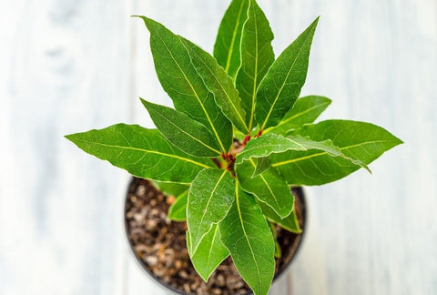 How to Grow Bay Laurel Indoors
