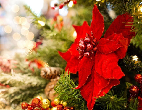 How to Care for Poinsettias and Your Christmas Plants