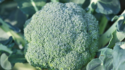 How to Grow Broccoli Outdoors