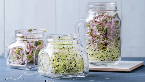 Sprouting for Beginners: A Simple Guide to Adding Nutrient-Packed Sprouts to Your Diet!