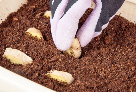 How to Grow Ginger Indoors
