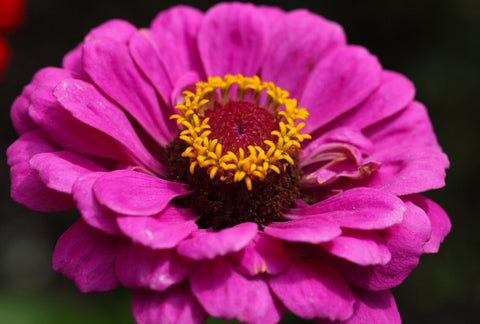 How to Grow Zinnia Indoors