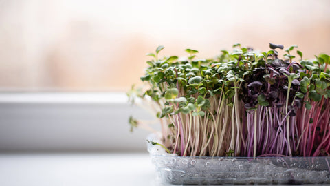 Sprouting Indoors: How to Create a Mini Sprout Garden in Your Apartment
