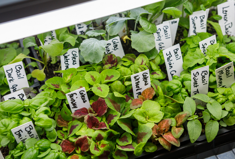 Do You Have Enough Light To Grow Plants Indoors? Make A Light Map To Find Out