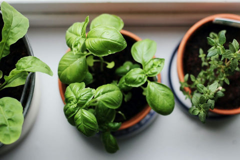 Growing With No Ground: Understanding Exactly How To Water Your Indoor Plants