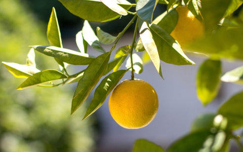 Grow Light For Fruit Trees Indoors