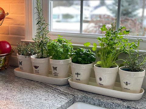 6 Reasons Why You Should Start an Indoor Garden As Your Quarantine Hobby