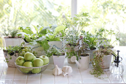 How to Grow Herbs Indoors