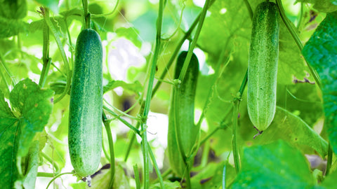 Growing Cucumber Outdoors