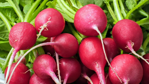 How to Grow Radish Outdoors